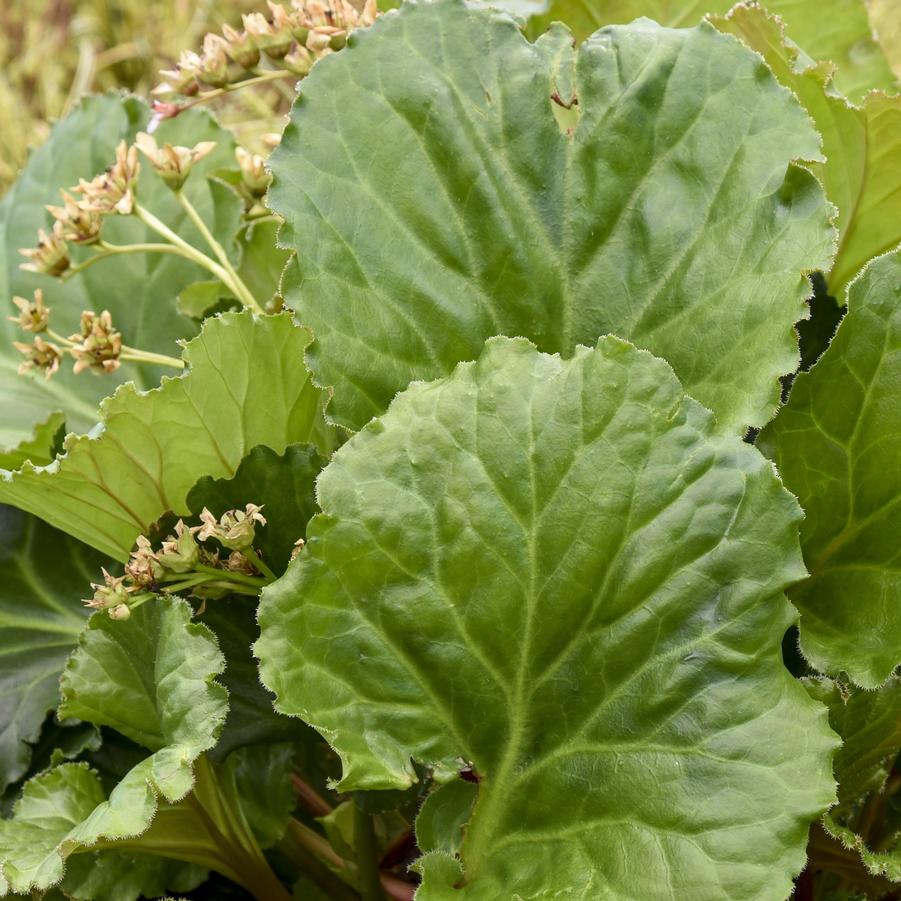 Bergenia Ripple Effect