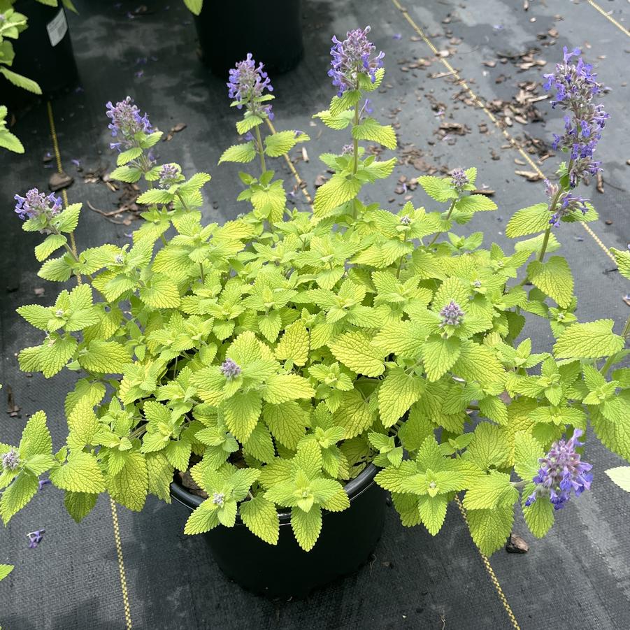 Nepeta Chartreuse on the Loose