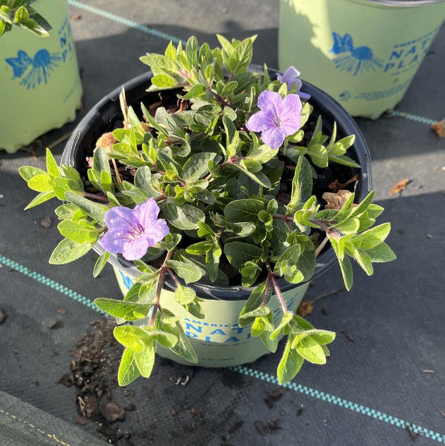 Ruellia humilis 