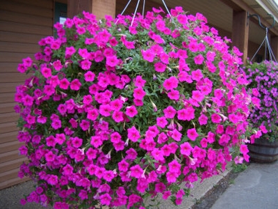 Petunia Easy Wave® Pink