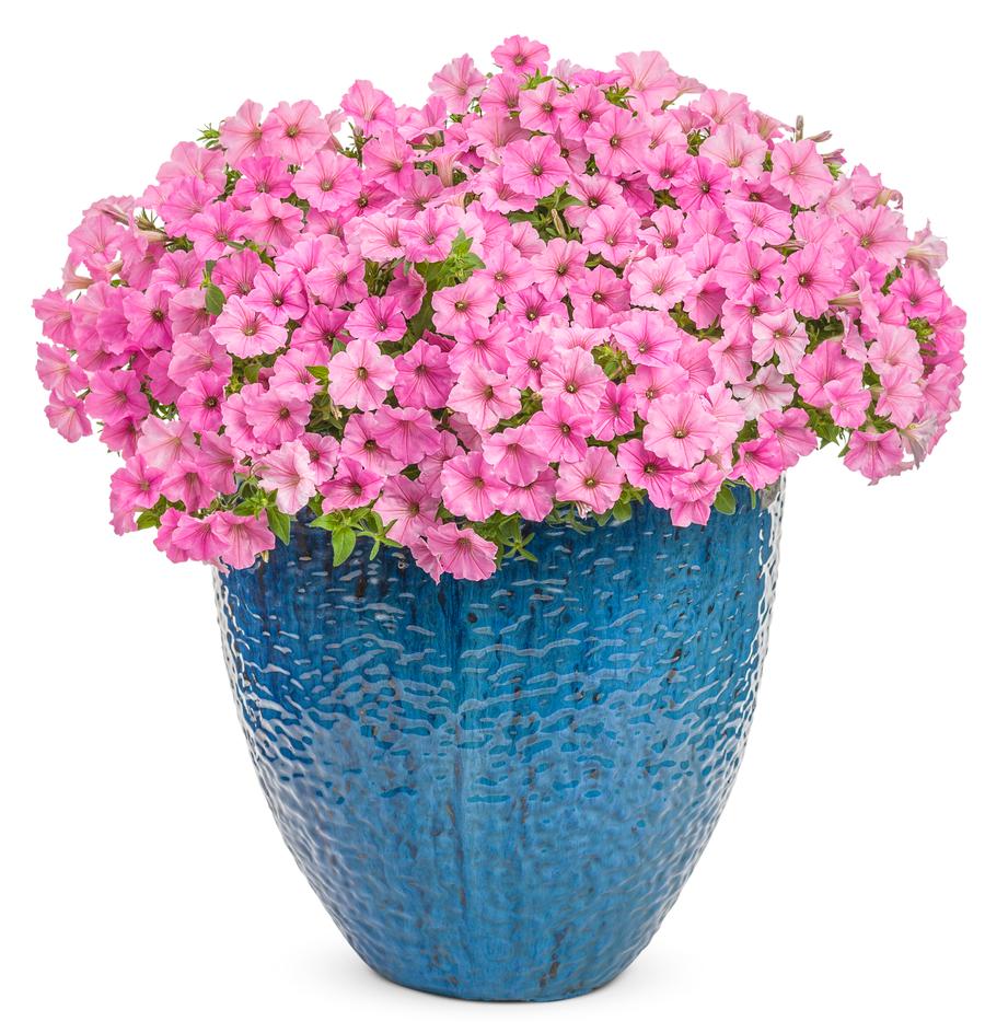 Petunia Supertunia® Vista Bubblegum