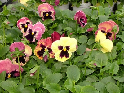 Pansy Majestic Giant II Sherry