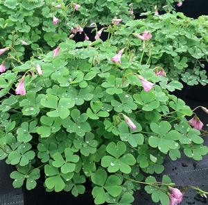 Oxalis Crassipes Rosea Cottage Pink Wood Sorrel From Saunders Brothers Inc