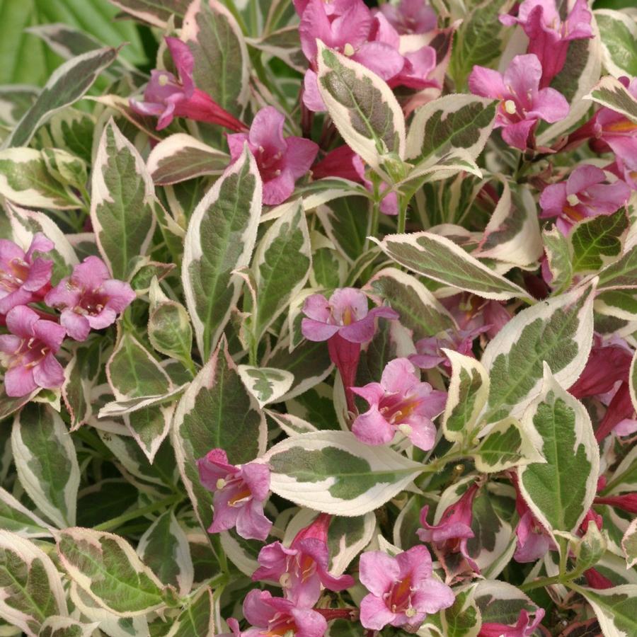 Weigela florida My Monet®