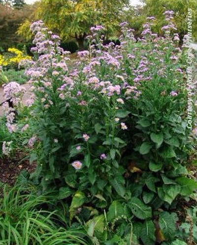 Aster tataricus 'Jindai'
