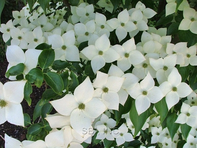 Cornus kousa 'Milky Way'