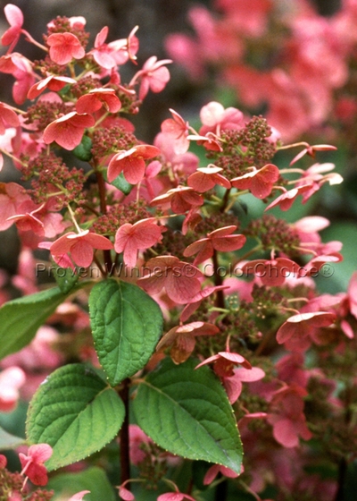 Hydrangea paniculata Quick Fire® Hardy Hydrangea from ...