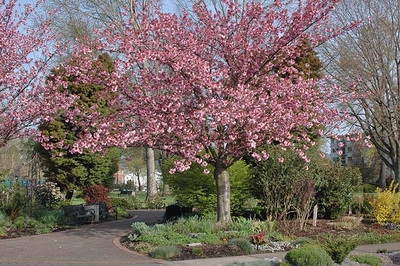 Prunus serrulata 'Kwanzan'