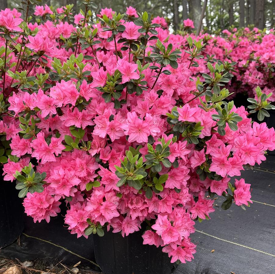 Azalea Kurume 'Tradition'