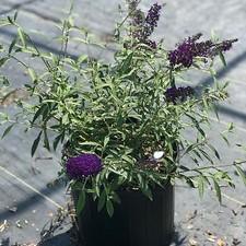 Buddleia davidii 'Black Knight'