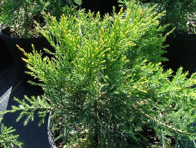 Juniperus chinensis 'Sea Green'