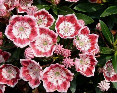 Kalmia latifolia 'Minuet'
