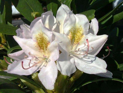 Rhododendron catawbiense 'Album'