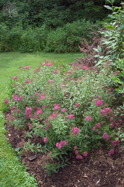 Spiraea japonica 'Neon Flash'