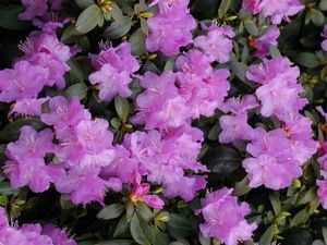 Rhododendron 'PJM Elite'