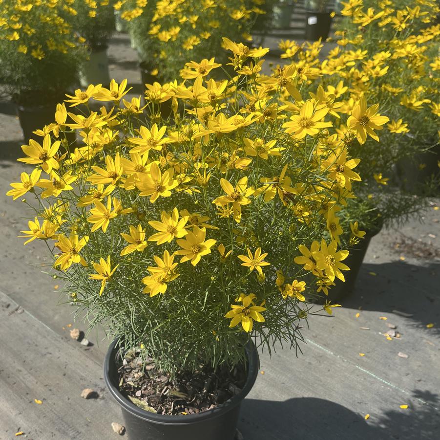 Coreopsis verticillata 'Zagreb'