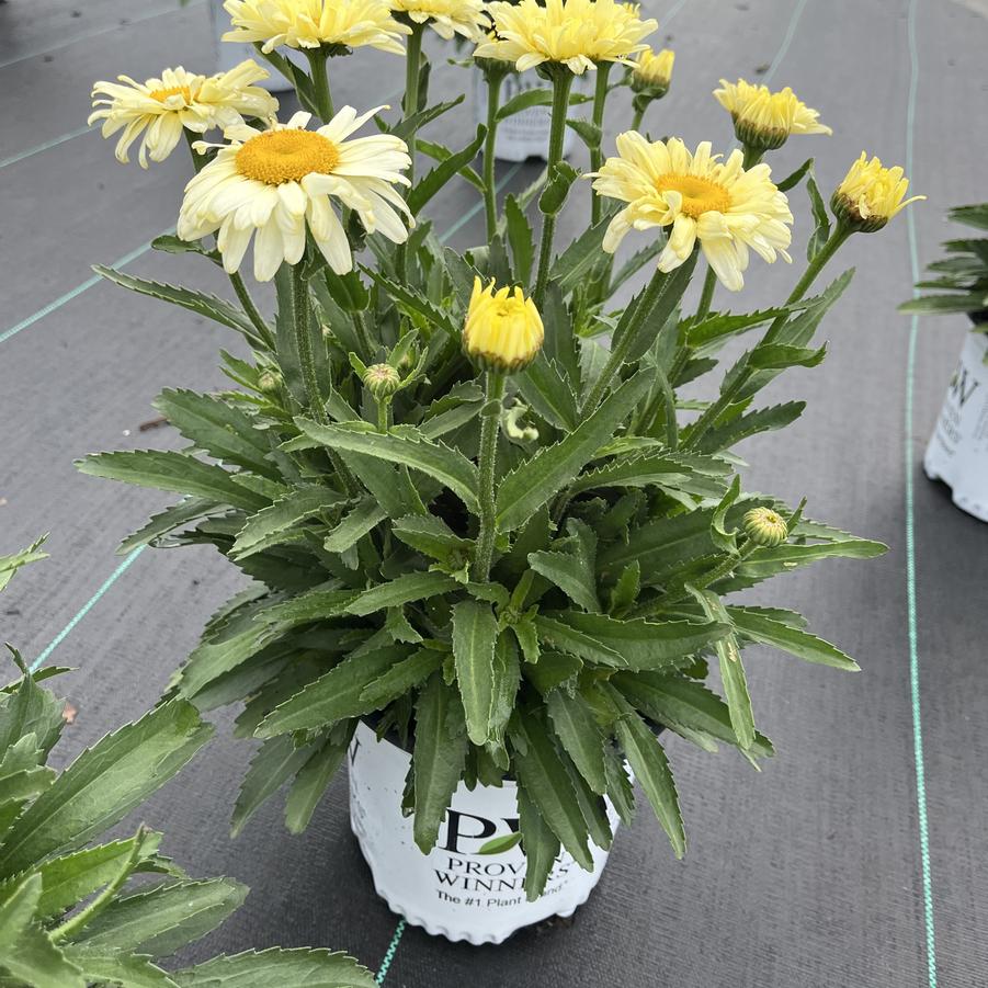 Leucanthemum superbum 'Banana Cream'