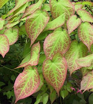 Epimedium x rubrum 