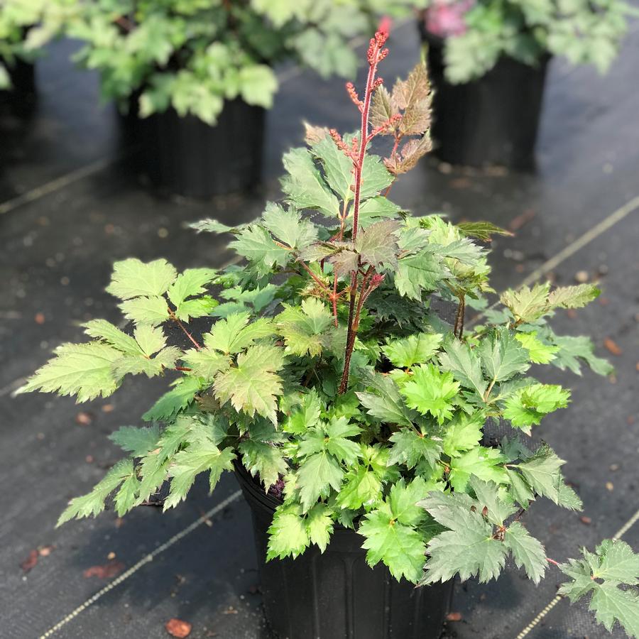 Astilbe 'Delft Lace'