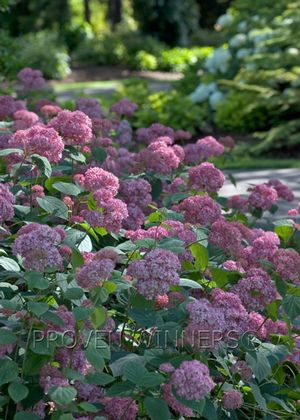 Hydrangea arborescens Proven Winners®Color Choice®Invincibelle®Spirit II
