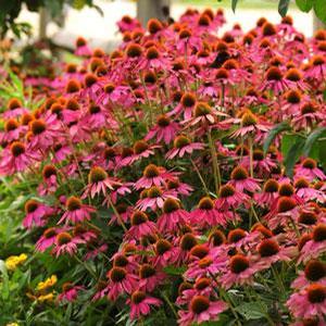 Echinacea purpurea Pow Wow™ Wild Berry