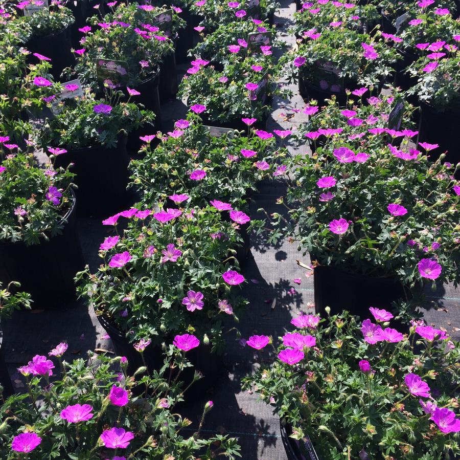 Geranium sanguineum 'Max Frei'