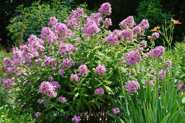 Phlox paniculata 'Jeana'