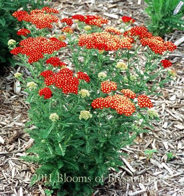 Achillea millefolium 'Strawberry Seduction'