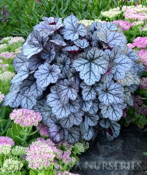 Heuchera 'Glitter'