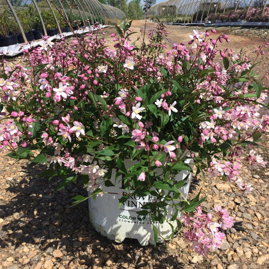 Deutzia Yuki Cherry Blossom®