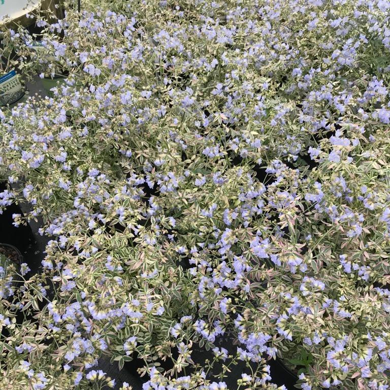 Polemonium reptans 'Stairway to Heaven'