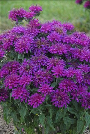 Monarda Sugar Buzz&reg; Grape Gumball