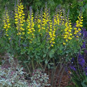 Baptisia Decadence® 'Lemon Meringue'