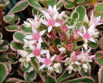 Sedum spurium 'Tricolor'