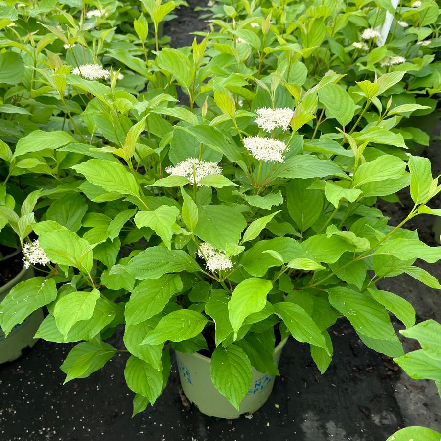 Cornus sericea 'Baileyi'