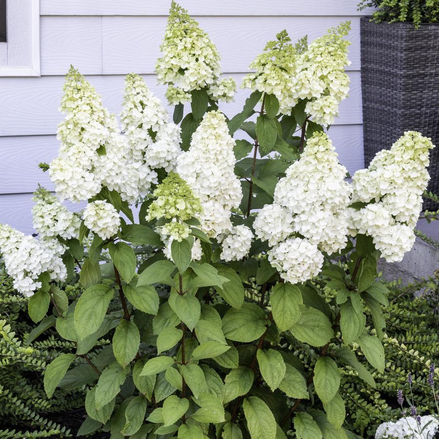 Hydrangea paniculata Moonrock™