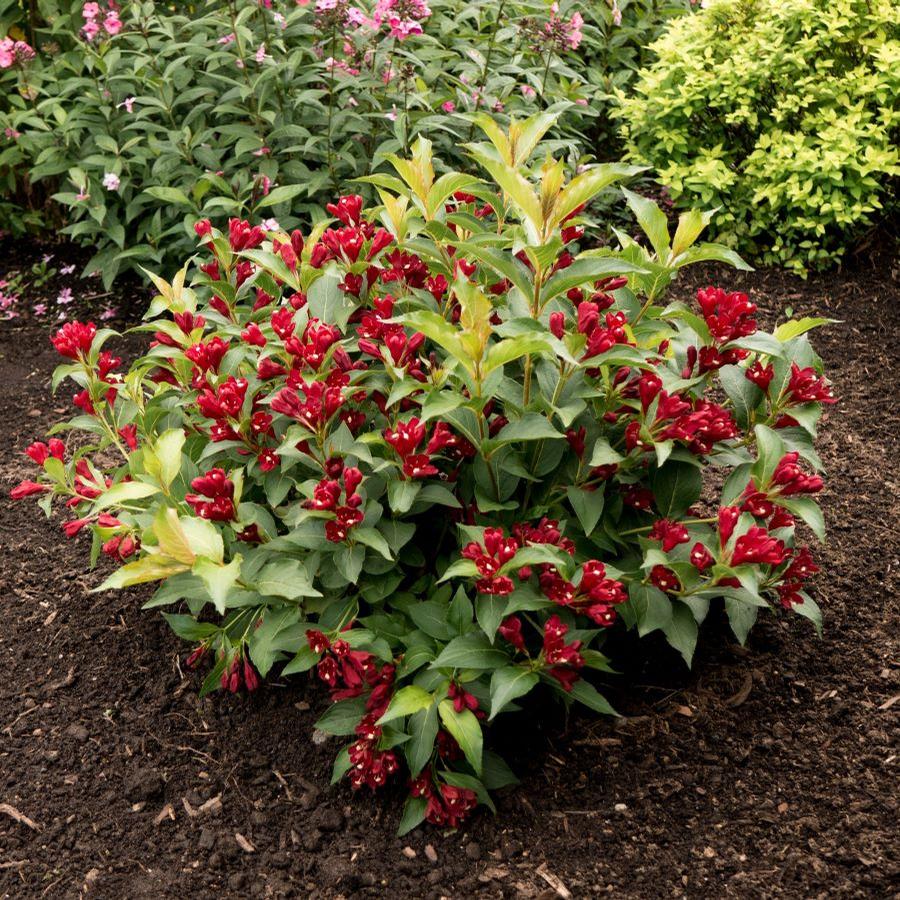 Weigela Maroon Swoon™