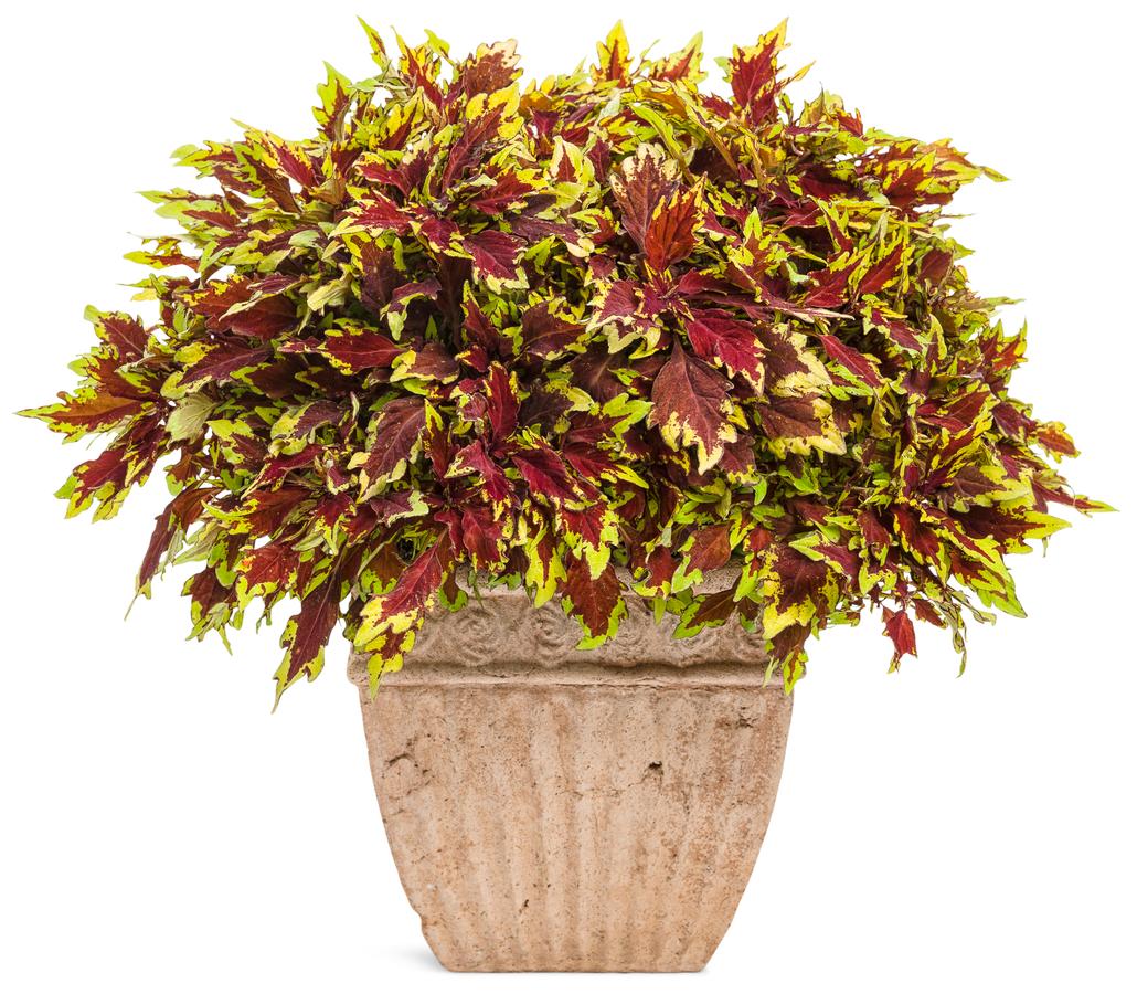 Coleus ColorBlaze® Apple Brandy