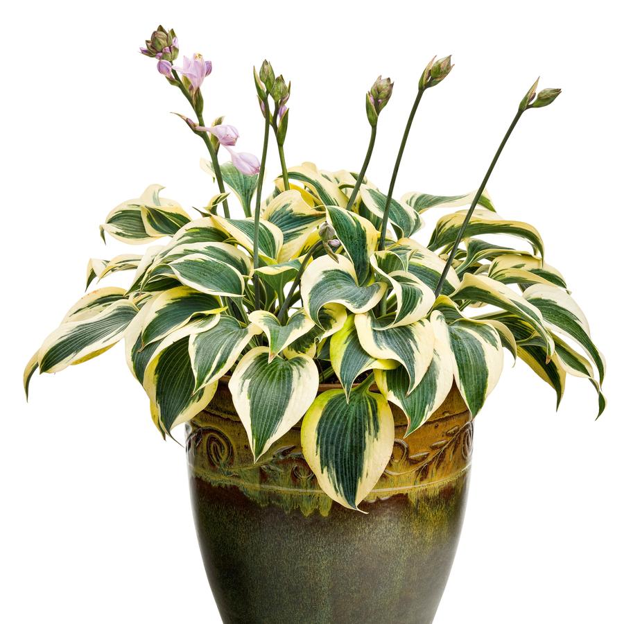 Hosta Shadowland® 'Autumn Frost'