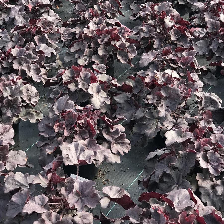 Heuchera Northern Exposure™ Black