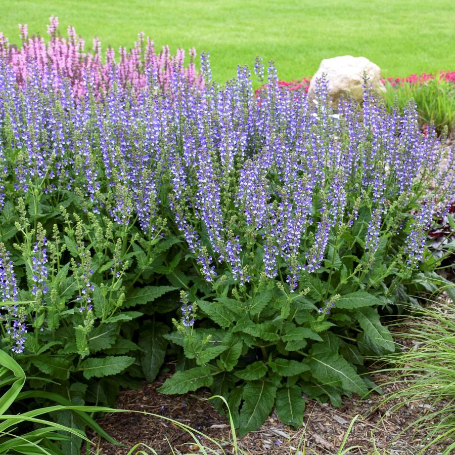 Salvia Color Spires&reg; 'Azure Snow'