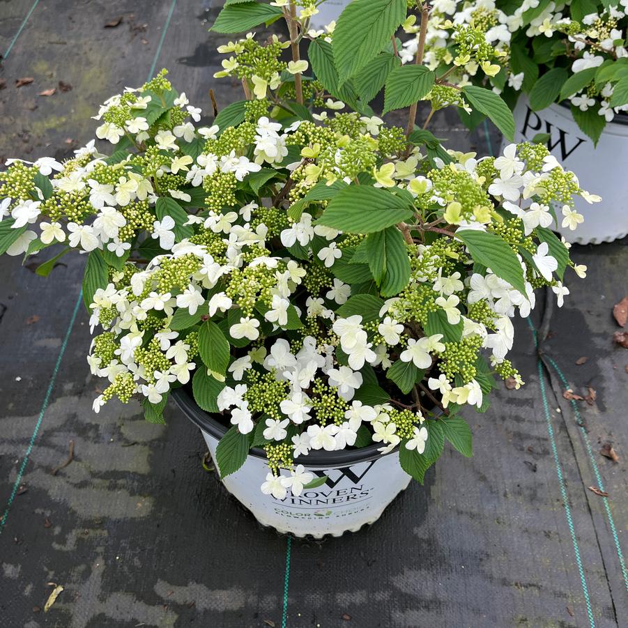 Viburnum plicatum var. tomentosum Steady Eddy&reg;