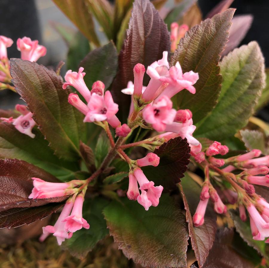 Viburnum Sweet Talker®