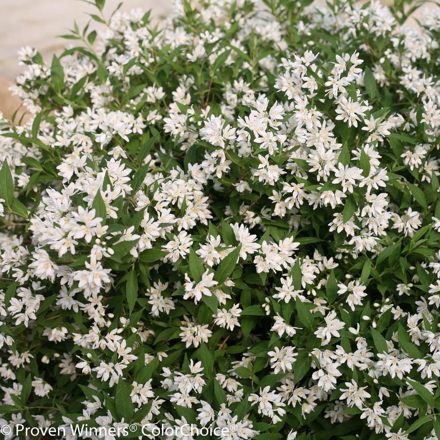 Deutzia Yuki Snowflake