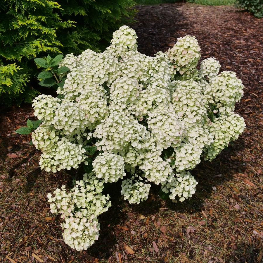 Hydrangea paniculata Tiny Quick Fire&reg;