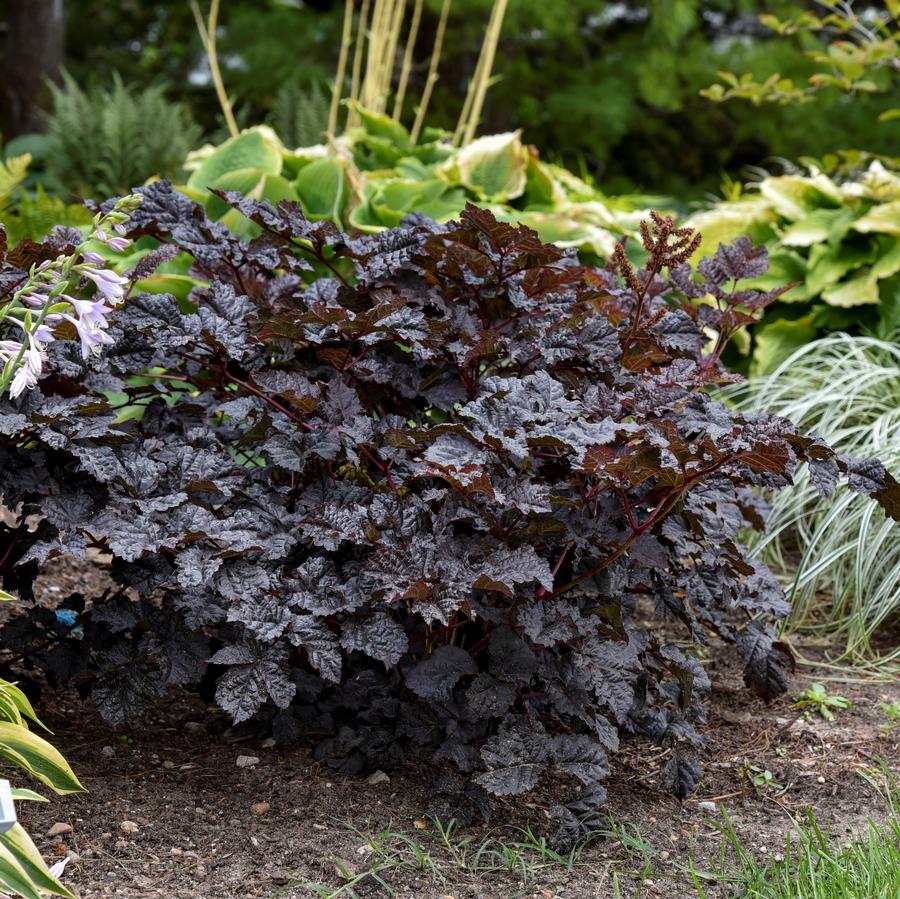 Astilbe 'Dark Side of the Moon'