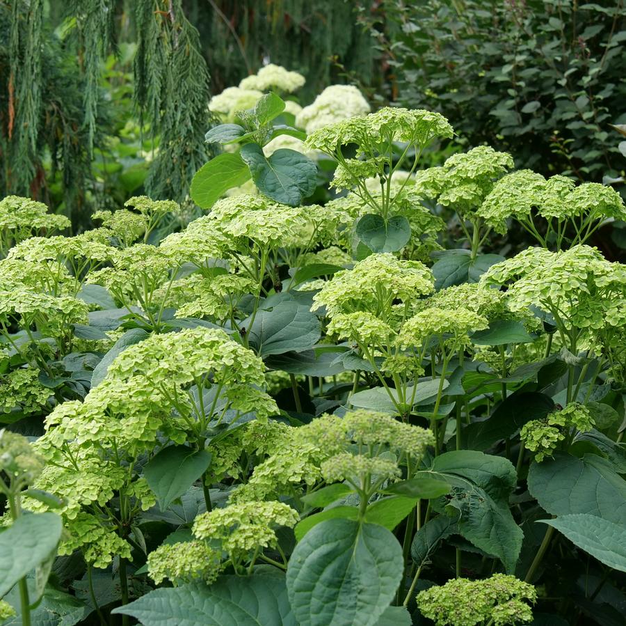 Hydrangea arborescens Invincibelle Sublime™