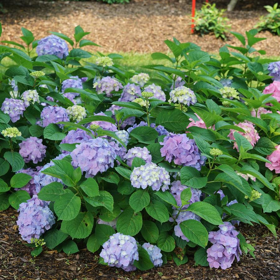 Hydrangea macrophylla x serrata Let's Dance Sky View®