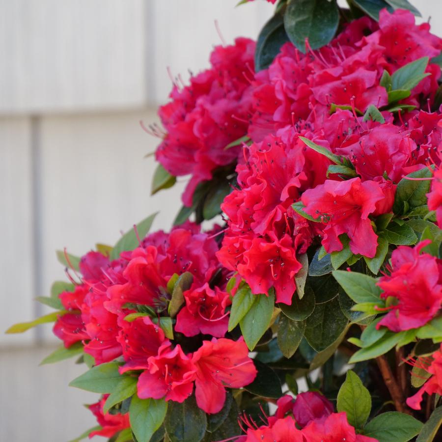 Azalea Perfecto Mundo® Red