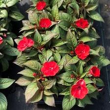 Impatiens SunPatiens® Compact Deep Red